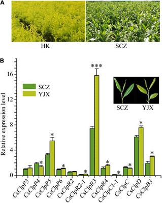 The Intron Retention Variant CsClpP3m Is Involved in Leaf Chlorosis in Some Tea Cultivars